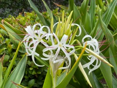 Giant crinum lily